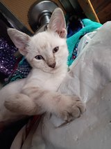 3 Siamese flame point, blue eyes in Yucca Valley, California