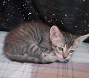 5 Grey kittens need homes. in Yucca Valley, California