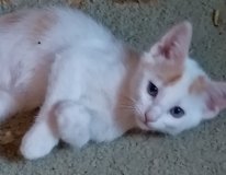 3 white with orange patches. Blue eyes 4 mths old in Yucca Valley, California
