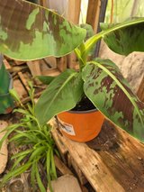 **BANANA CAVENDISH TREE PLANTS** in Alamogordo, New Mexico