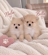 Zwergspitz Pomeranian Puppies in Ramstein, Germany