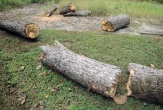 FREE Rotted Pecan Tree Logs to Hollow Out for Landscaping or Garden Decor in Macon, Georgia