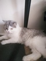 AMAZING BRITISH LONGHAIR Kitten! RESERVATION POSSIBLE! in Ramstein, Germany