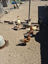 9- bym Roosters in Fort Polk, Louisiana