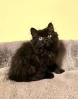 Siberian Forest male kitten in Ramstein, Germany