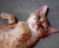 Black & Tabby , tortoise shell cats in Yucca Valley, California