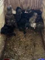 silkie cockerels in Rolla, Missouri