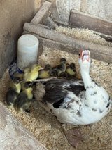 Muscovy ducklings in Rolla, Missouri