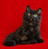 Siberian Forest kitten in Baumholder, GE