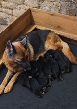 German shepherd puppy in Ramstein, Germany
