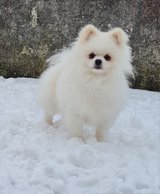 Miniature Pomeranian, 2 years old, seeks a new family in Ramstein, Germany