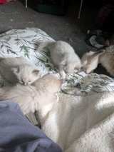 Beautiful Ragdoll Kittens Ready for Their Forever Homes in Okinawa, Japan