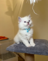 Lovely Beautiful Ragdoll Kittens Ready for Their Forever Homes in Okinawa, Japan