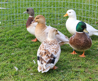 4 call ducks in Fort Leonard Wood, Missouri