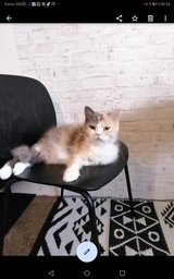 AMAZING BRITISH LONGHAIR Kitten! RESERVATION POSSIBLE! in Ramstein, Germany