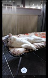 AMAZING BRITISH LONGHAIR Kitten! RESERVATION POSSIBLE! in Ramstein, Germany