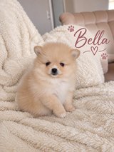 Beautiful Pomeranian Puppy Bella in Ramstein, Germany