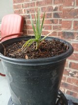 Baby Mexican Palm Tree in Alamogordo, New Mexico
