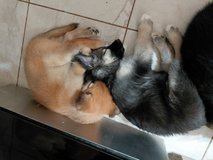 Shepsky puppies in Hinesville, Georgia