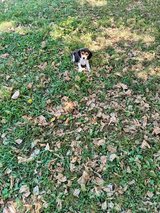 Beagle Puppies in Fort Leonard Wood, Missouri