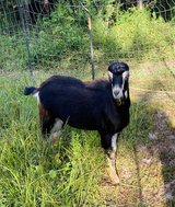 ADGA Lamancha in Kingwood, Texas