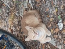 Free to a good home in Lake Charles, Louisiana