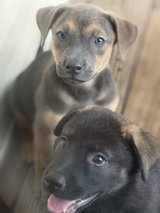 Puppies in Houston, Texas