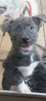 puppies in Kingwood, Texas