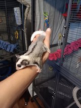 Sugar Gliders in Fort Campbell, Kentucky