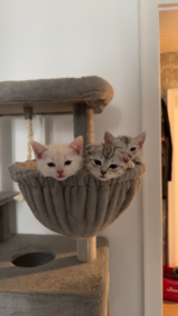 11-week-old kittens looking for loving new homes.  ?? 2 boys ?? 2 girls in Baumholder, GE