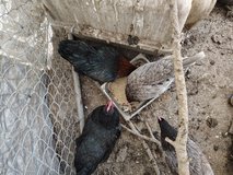 Young Chickens in Fort Leonard Wood, Missouri