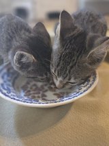 Cute Kittens in Fort Polk, Louisiana