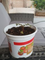 Seedling Yellow & Orange Bird of Paradise Plants in Alamogordo, New Mexico