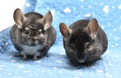Pair of 10 Year Old Standard Grey & Dark Ebony Female Chinchillas -- "Emily" & "Ivy" in Indianapolis, Indiana