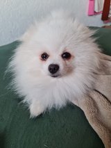 2-Year-Old Miniature Pomeranian Looking for a New Family in Ramstein, Germany