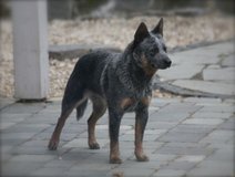 looking to adopt a male ACD PUP in Alamogordo, New Mexico