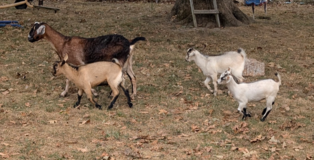 Goat herd. in Fort Leonard Wood, Missouri