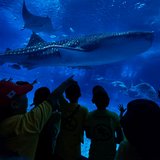 Drop-off Kids' Trip Oct 4: Indigo + Churaumi in Okinawa, Japan