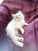 AMAZING BRITISH LONGHAIR Kitten s. 4 Males in Ramstein, Germany