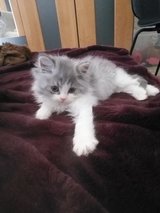 AMAZING BRITISH LONGHAIR Kitten s. 4 Males in Ramstein, Germany