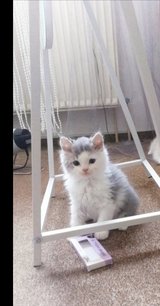 AMAZING BRITISH LONGHAIR Kitten s. 4 Males in Ramstein, Germany