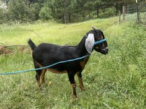 Mini Nubian goat in Kingwood, Texas