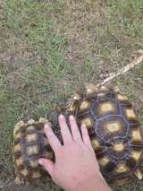 Sulcata Tortoises in Leesville, Louisiana