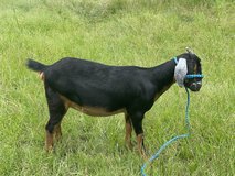Mini Nubian goat in Houston, Texas
