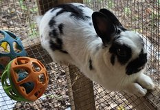 Netherland Dwarf buck in Leesville, Louisiana