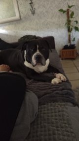 Dog Walking service in Ramstein, Germany