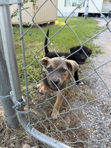 puppies in Kingwood, Texas