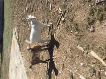 Goats in Alamogordo, New Mexico