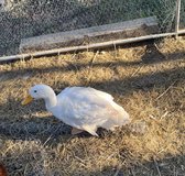 Male duck in Fort Leonard Wood, Missouri