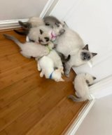 Pure Ragdoll in Wiesbaden, GE